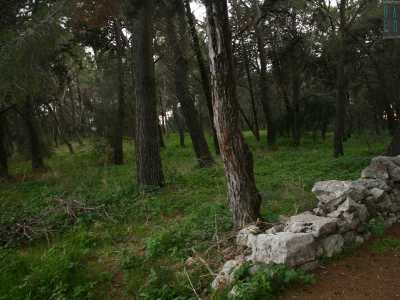 ...ritrovandoci immersi in una vera e propria foresta composta da pini, abeti e cedri